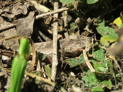 Xyleus discoideus discoideus