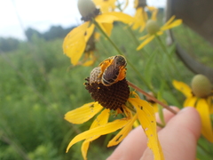 Andrena rudbeckiae
