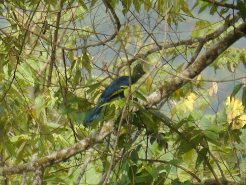 Yellow-billed Turaco (Tauraco macrorhynchus), photo 6