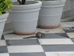 Funambulus pennantii