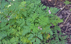 Dicentra