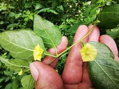 Capsicum rhomboideum