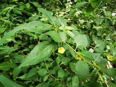 Capsicum rhomboideum