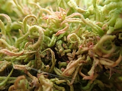 Eriophyes rhoinus