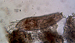 Eriophyes rhoinus