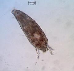 Eriophyes rhoinus
