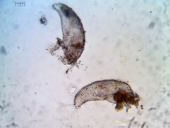 Eriophyes rhoinus