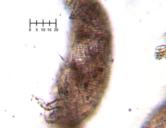 Eriophyes rhoinus
