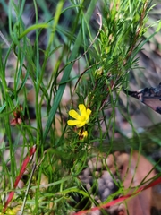 Hibbertia fasciculata