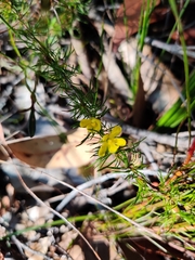 Hibbertia fasciculata