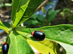 Asphaera abdominalis