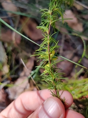 Hibbertia fasciculata