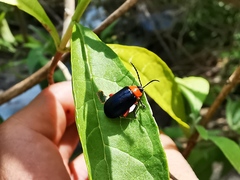 Asphaera abdominalis