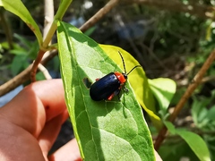Asphaera abdominalis