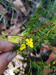 Hibbertia fasciculata
