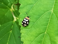 Alagoasa bipunctata perennis
