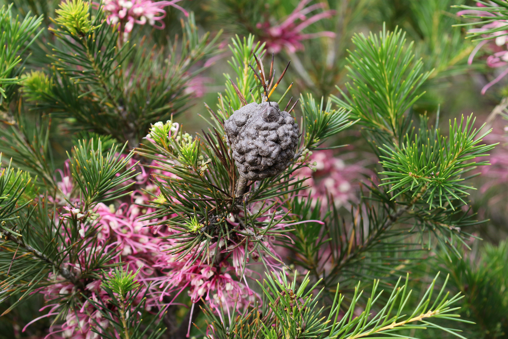 Hakea bakeriana