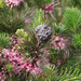 Hakea bakeriana - Photo (c) Jonathan M, some rights reserved (CC BY-NC), uploaded by Jonathan M