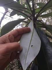 Drimys granadensis