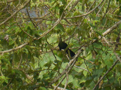 Tauraco macrorhynchus