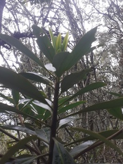 Drimys granadensis