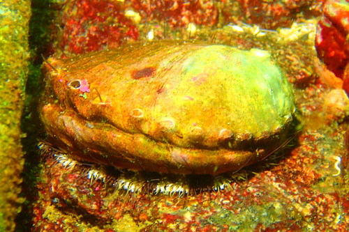 Pinto Abalone