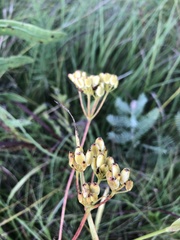Polytaenia nuttallii