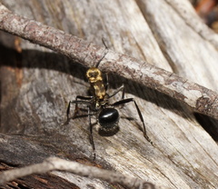 Polyrhachis semiaurata
