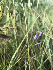 Campanula aparinoides