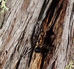 Polyrhachis semiaurata