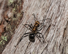 Polyrhachis semiaurata