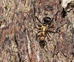 Polyrhachis semiaurata