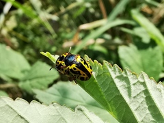 Calligrapha fulvipes
