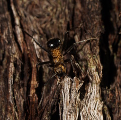 Polyrhachis semiaurata