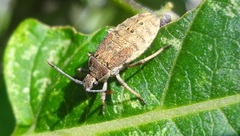 Catorhintha apicalis