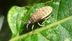 Catorhintha apicalis