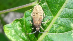 Catorhintha apicalis