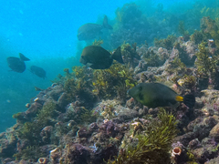 Prionurus maculatus