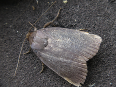Amphipyra livida