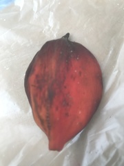 Sterculia lanceolata