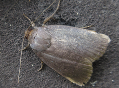 Amphipyra livida