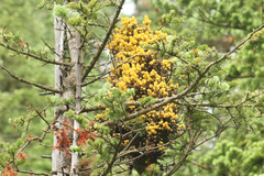 Arceuthobium cyanocarpum