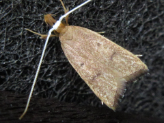 Lecitholaxa thiodora