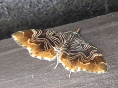 Lobogonodes complicata