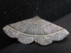 Paracolax trilinealis