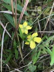 Lysimachia quadriflora