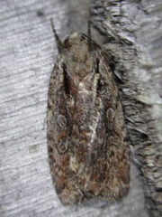 Eueretagrotis attentus