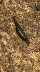 Macrobdella