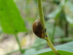 Strongylocassis atripes