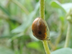 Strongylocassis atripes